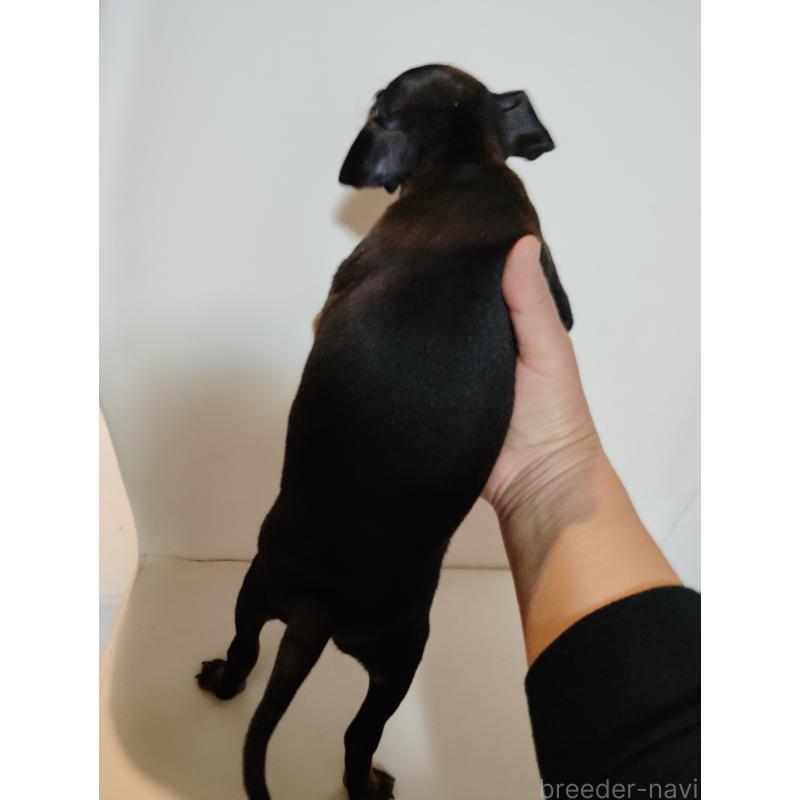 販売中の大阪府のミニチュアピンシャー(ミニピン)-431138の14枚目