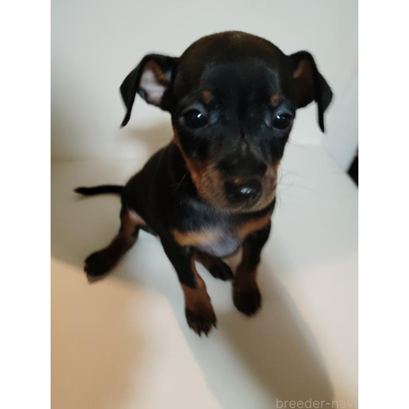 販売中の大阪府のミニチュアピンシャー(ミニピン)-431138の13枚目