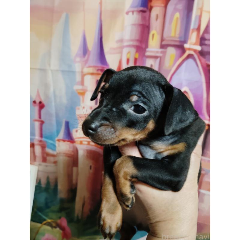 販売中の大阪府のミニチュアピンシャー(ミニピン)-431138の12枚目