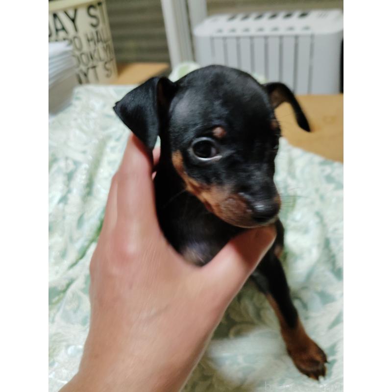 販売中の大阪府のミニチュアピンシャー(ミニピン)-431138の11枚目