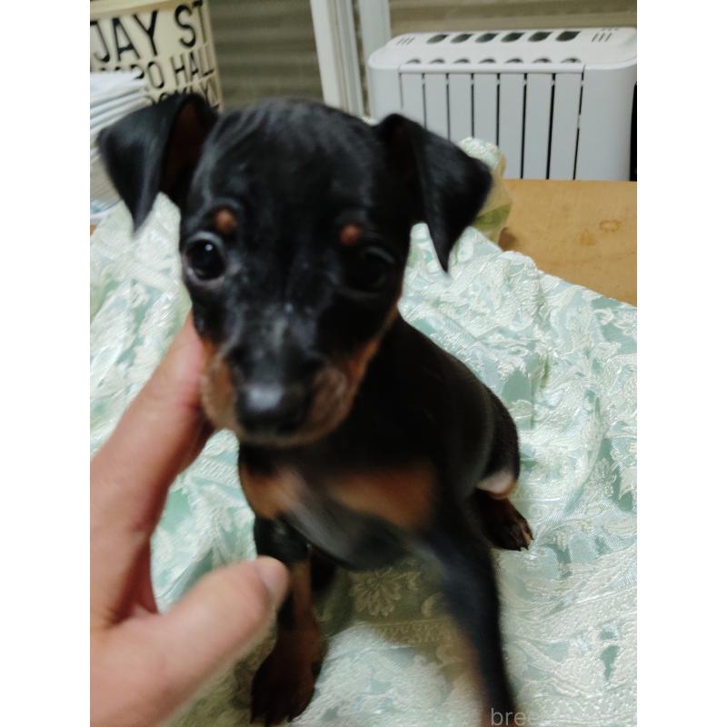 販売中の大阪府のミニチュアピンシャー(ミニピン)-431138の10枚目