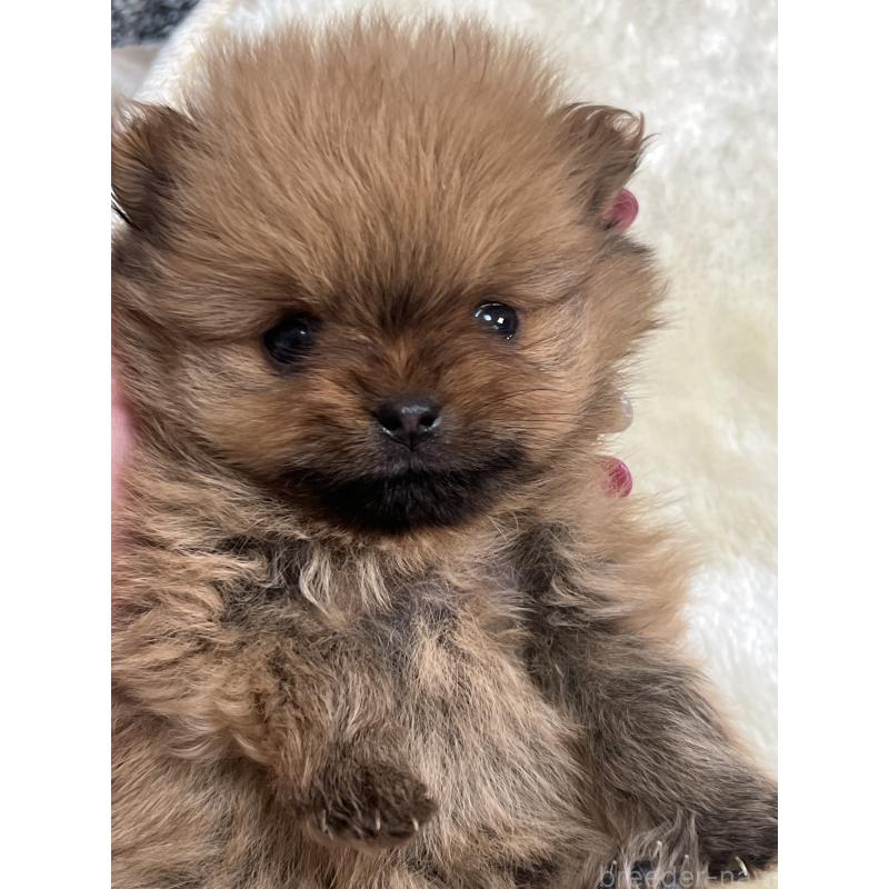 販売中の北海道のポメラニアン-431137の3枚目