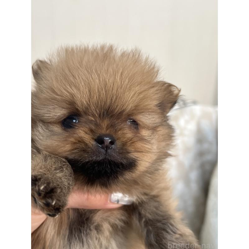 販売中の北海道のポメラニアン-431137の2枚目