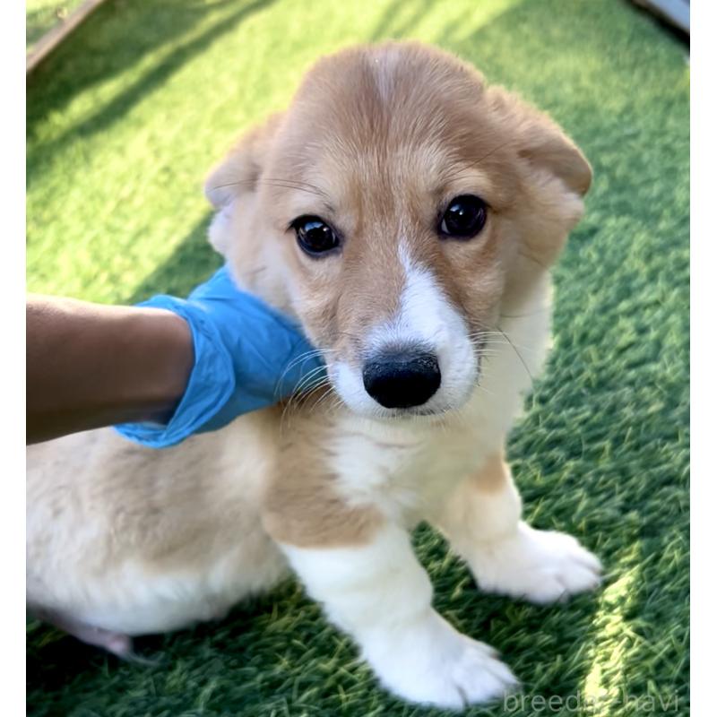 成約済の奈良県のウェルシュコーギーペンブローク-428080の6枚目