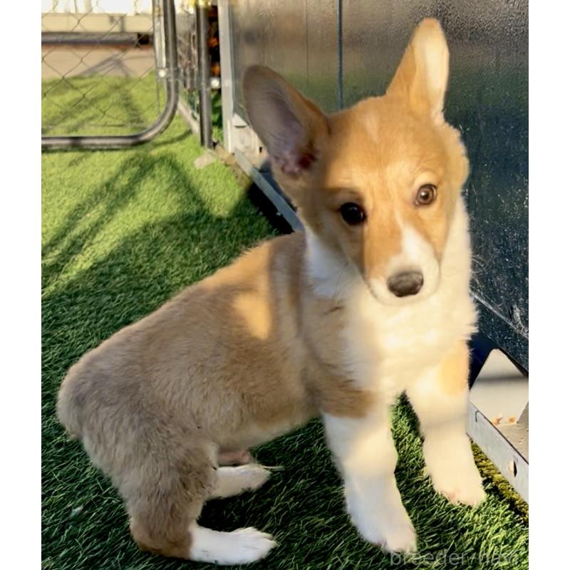 成約済の奈良県のウェルシュコーギーペンブローク-428080の3枚目