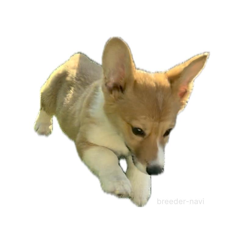 成約済の奈良県のウェルシュコーギーペンブローク-428080の2枚目