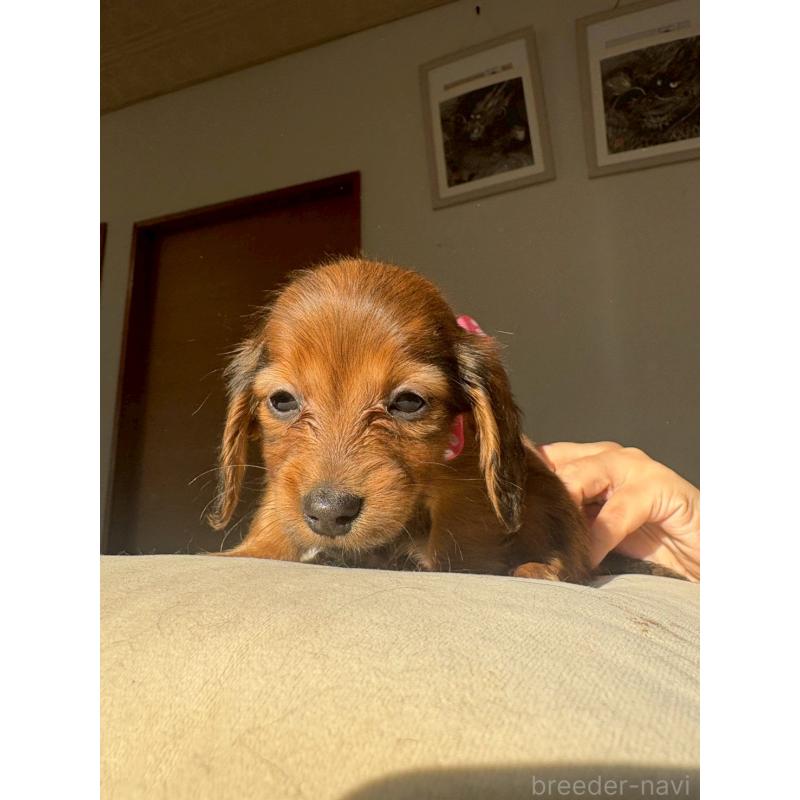 販売中の兵庫県のミニチュアダックスフンド(ロングヘアード)-431142の4枚目