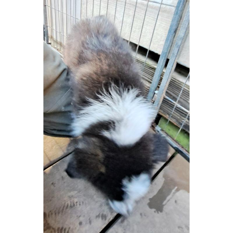 販売中の千葉県のボーダーコリー-431144の7枚目