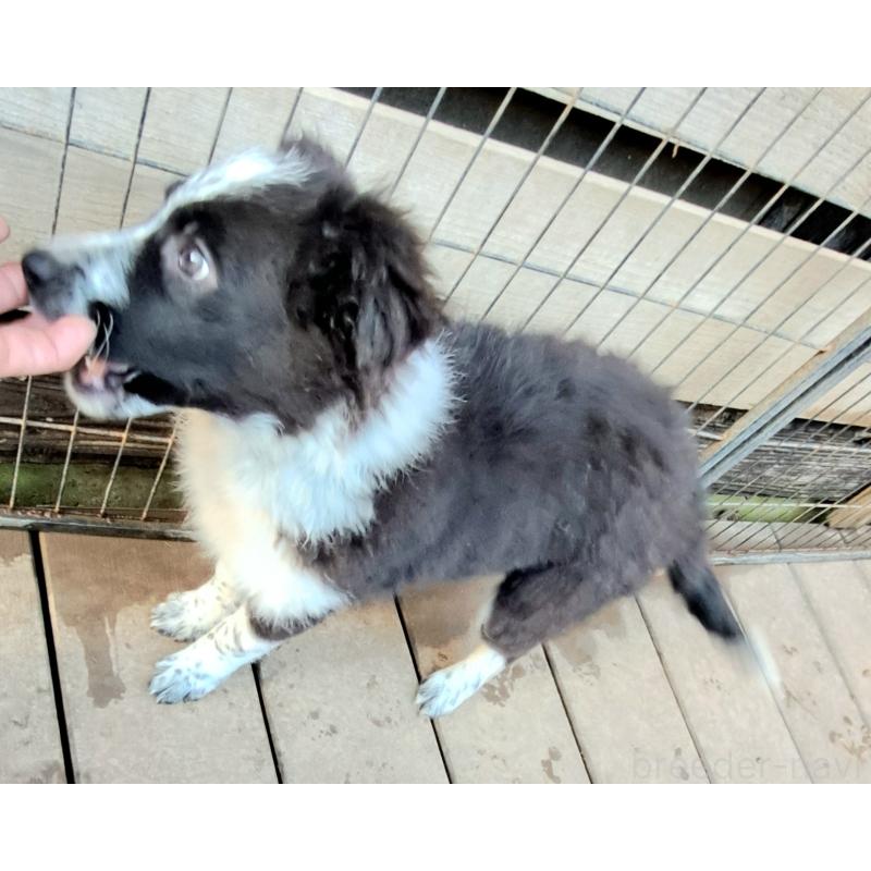 販売中の千葉県のボーダーコリー-431144の6枚目