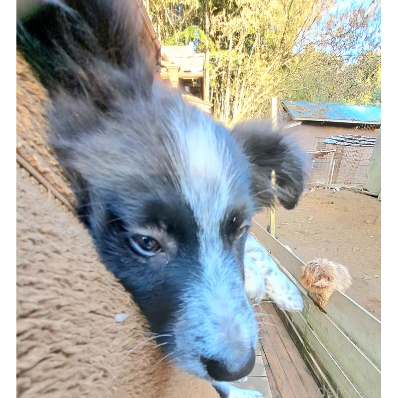 販売中の千葉県のボーダーコリー-431144の5枚目