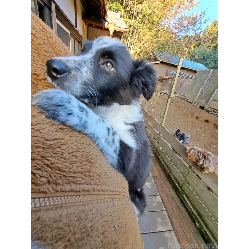 販売中の千葉県のボーダーコリー-431144の4枚目