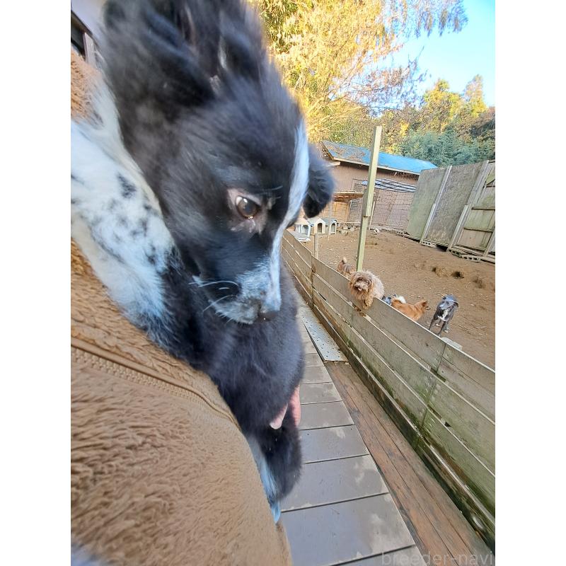 販売中の千葉県のボーダーコリー-431144の3枚目