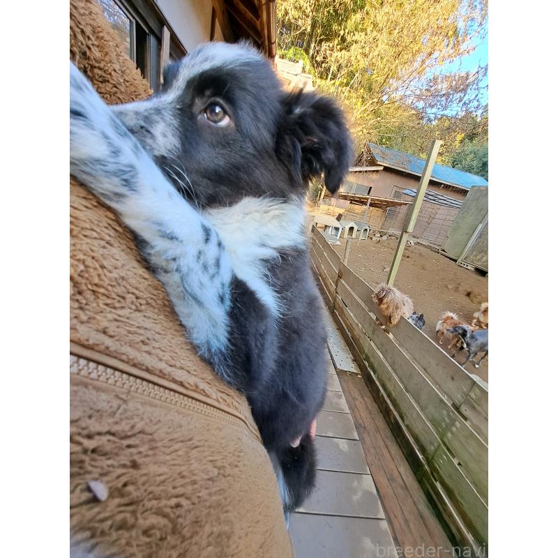 販売中の千葉県のボーダーコリー-431144の2枚目