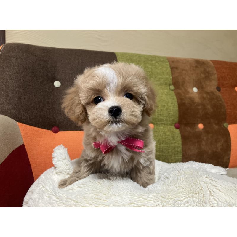 販売中の福岡県のマルプー:マルチーズ×トイプードル-431147の12枚目