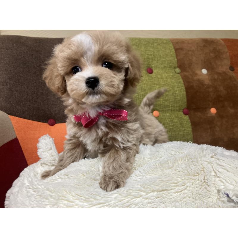 販売中の福岡県のマルプー:マルチーズ×トイプードル-431147の11枚目