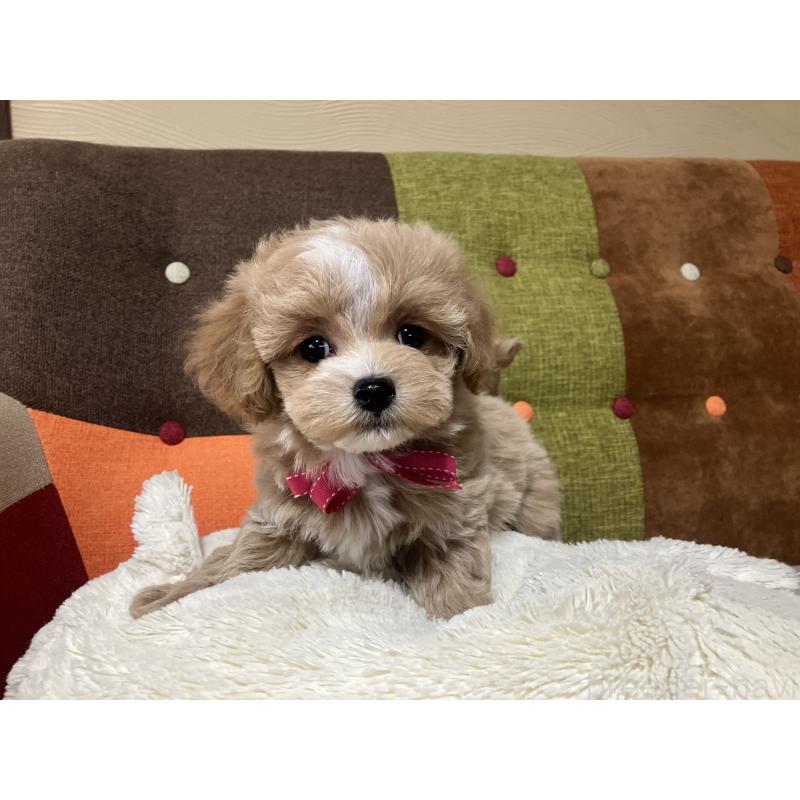 販売中の福岡県のマルプー:マルチーズ×トイプードル-431147の1枚目