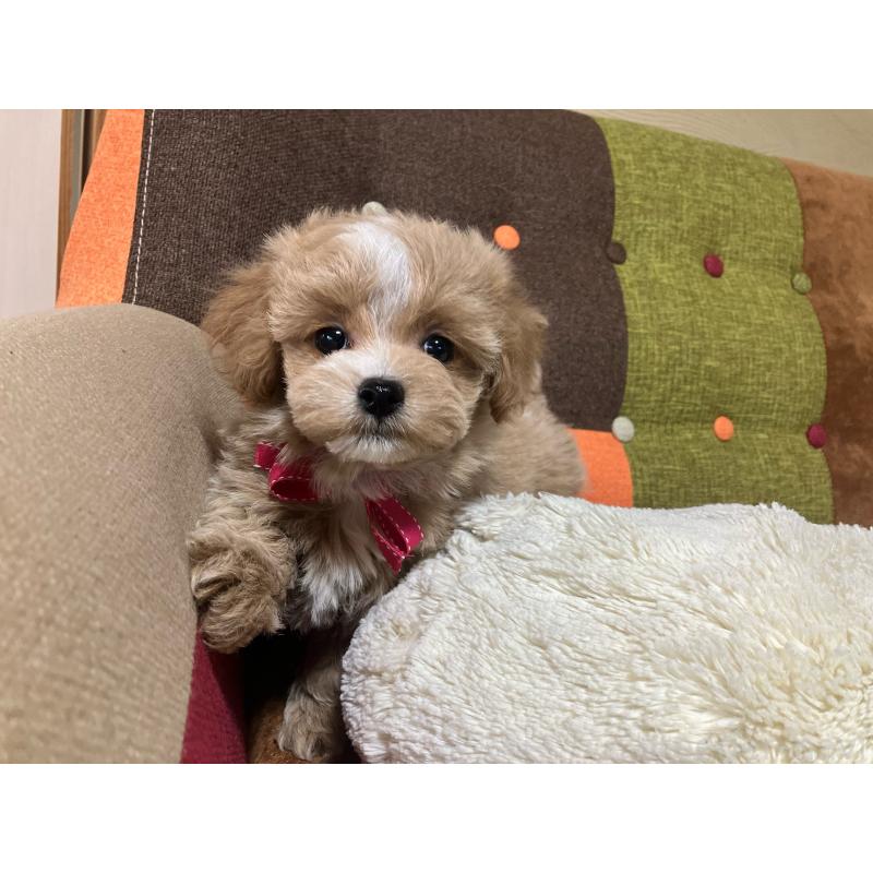 販売中の福岡県のマルプー:マルチーズ×トイプードル-431147の10枚目