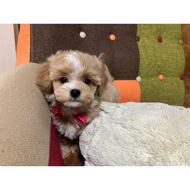 販売中の福岡県のマルプー:マルチーズ×トイプードル-431147の9枚目