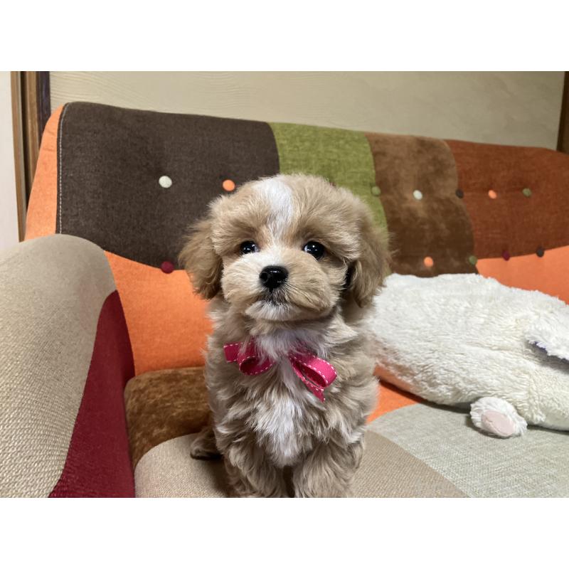 販売中の福岡県のマルプー:マルチーズ×トイプードル-431147の8枚目