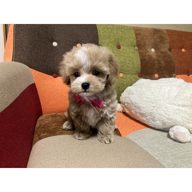 販売中の福岡県のマルプー:マルチーズ×トイプードル-431147の7枚目