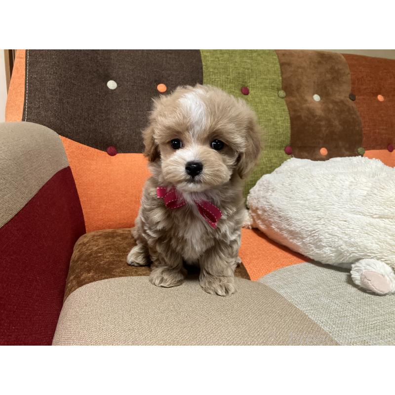 販売中の福岡県のマルプー:マルチーズ×トイプードル-431147の6枚目