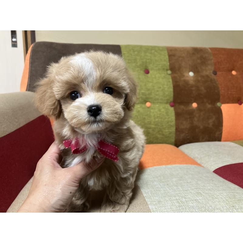 販売中の福岡県のマルプー:マルチーズ×トイプードル-431147の5枚目