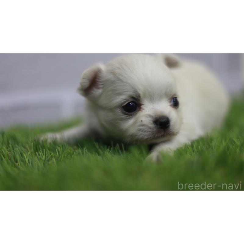 販売中の三重県のチワワ(ロングコート)-431150の14枚目