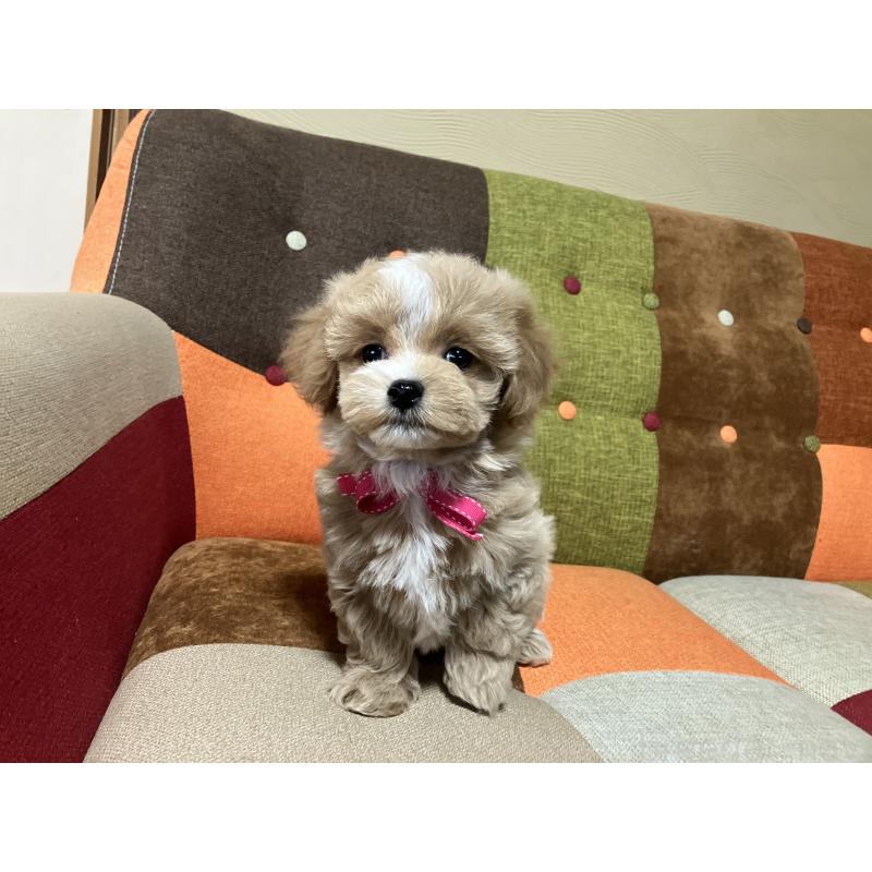 販売中の福岡県のマルプー:マルチーズ×トイプードル-431147の4枚目