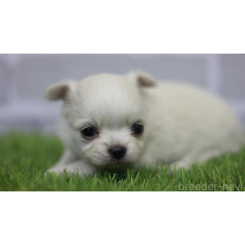 販売中の三重県のチワワ(ロングコート)-431150の12枚目