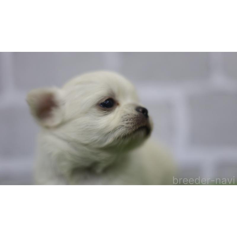 販売中の三重県のチワワ(ロングコート)-431150の11枚目