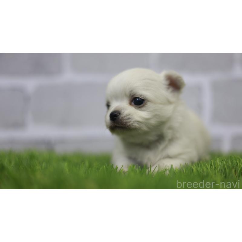 販売中の三重県のチワワ(ロングコート)-431150の10枚目