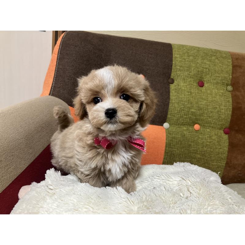 販売中の福岡県のマルプー:マルチーズ×トイプードル-431147の3枚目