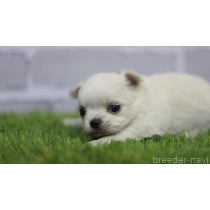 販売中の三重県のチワワ(ロングコート)-431150の9枚目