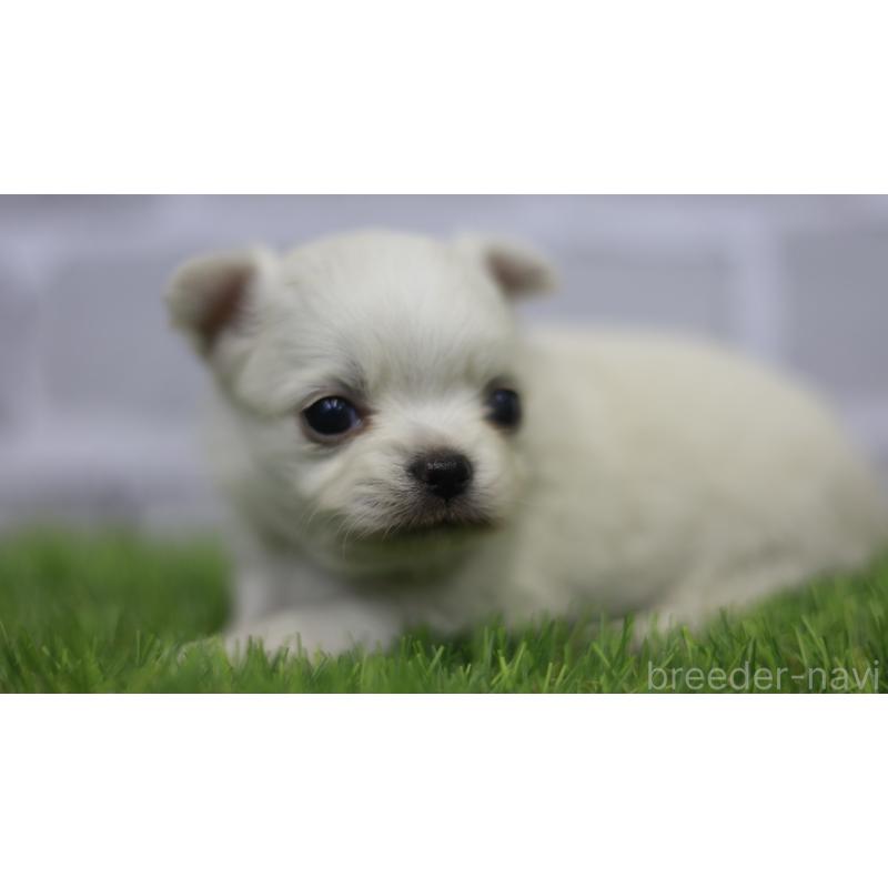 販売中の三重県のチワワ(ロングコート)-431150の8枚目