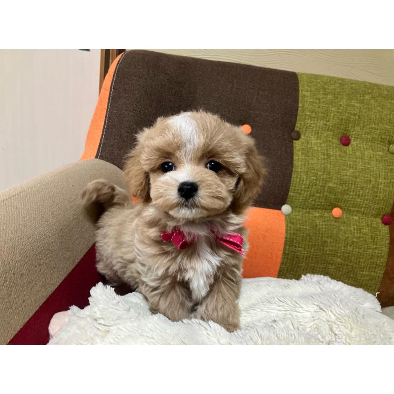 販売中の福岡県のマルプー:マルチーズ×トイプードル-431147の2枚目