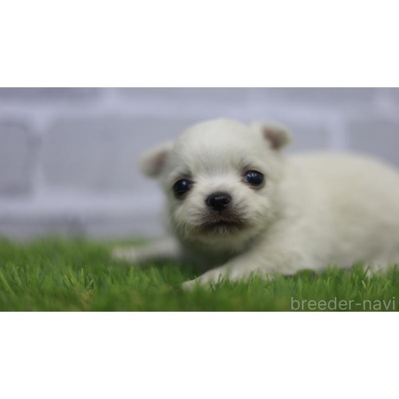 販売中の三重県のチワワ(ロングコート)-431150の7枚目