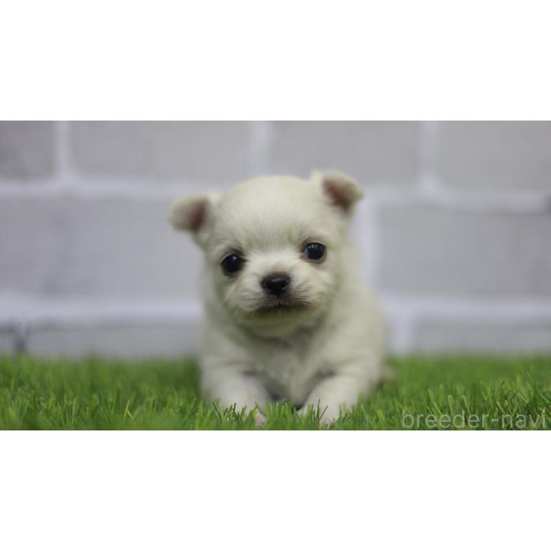 販売中の三重県のチワワ(ロングコート)-431150の6枚目