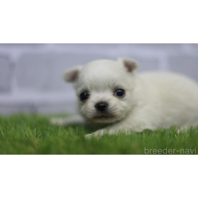 販売中の三重県のチワワ(ロングコート)-431150の5枚目