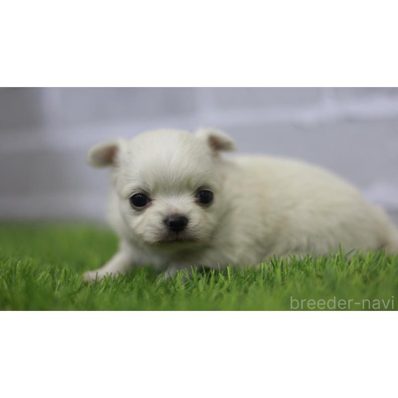 販売中の三重県のチワワ(ロングコート)-431150の4枚目