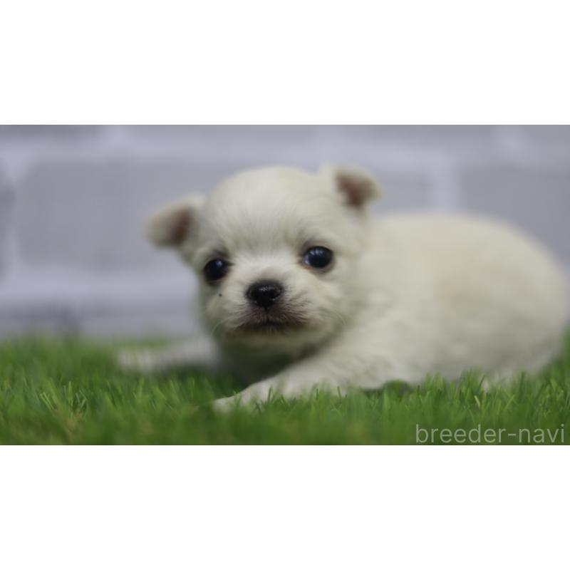 販売中の三重県のチワワ(ロングコート)-431150の3枚目