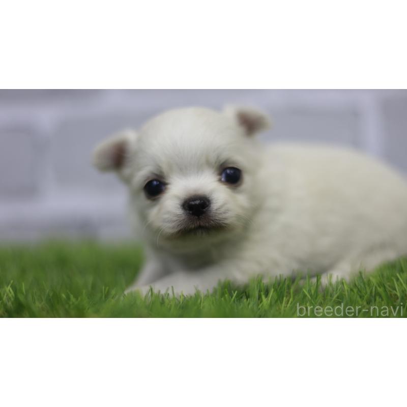 販売中の三重県のチワワ(ロングコート)-431150の2枚目