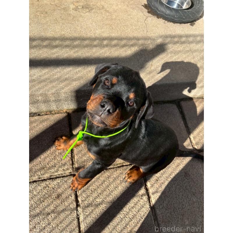 成約済の栃木県のロットワイラー-421575の7枚目