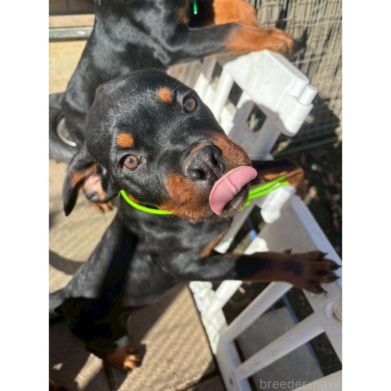 成約済の栃木県のロットワイラー-421575の6枚目