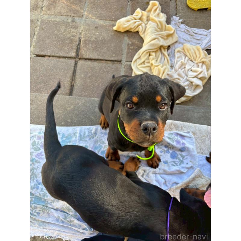 成約済の栃木県のロットワイラー-421575の5枚目