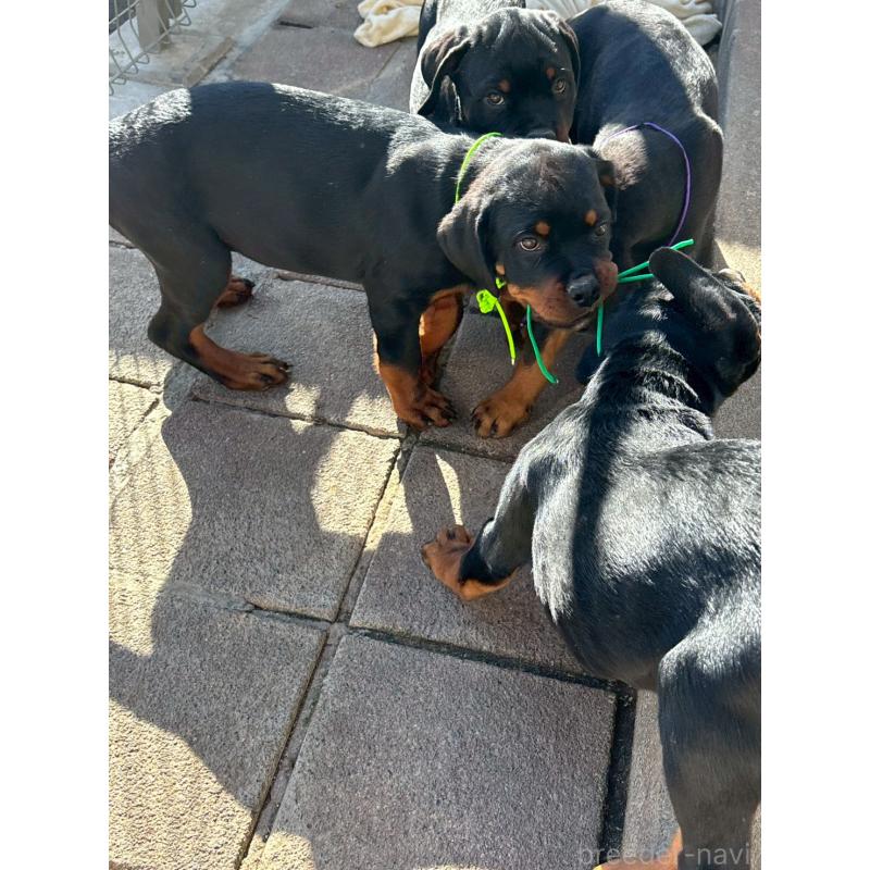 成約済の栃木県のロットワイラー-421575の4枚目