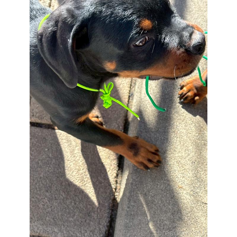 成約済の栃木県のロットワイラー-421575の3枚目