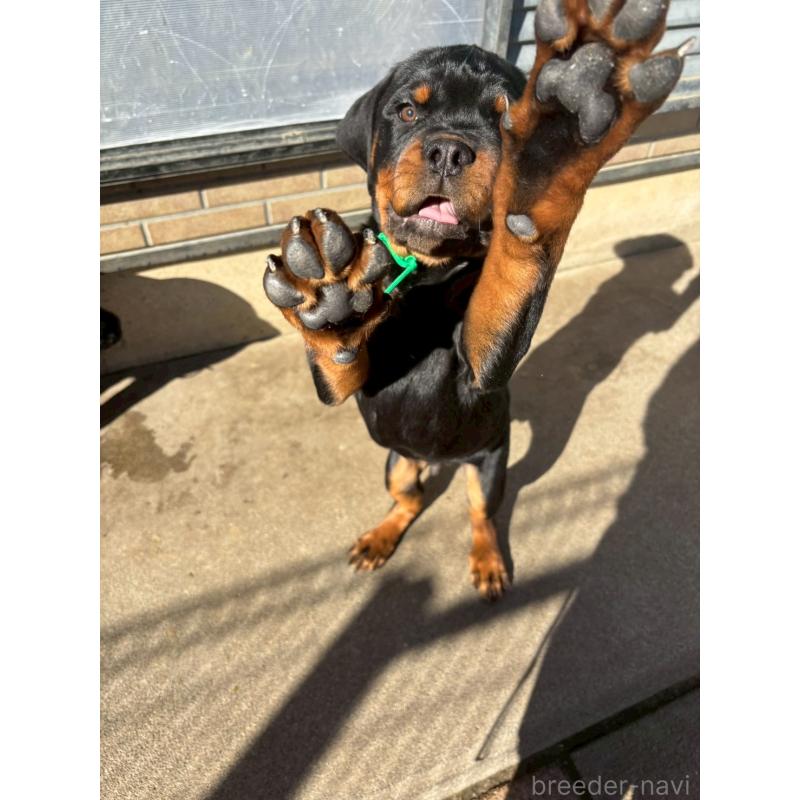 販売中の栃木県のロットワイラー-422580の3枚目