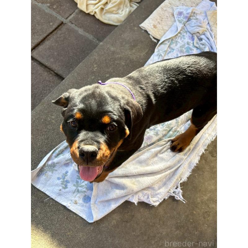 成約済の栃木県のロットワイラー-421574の6枚目