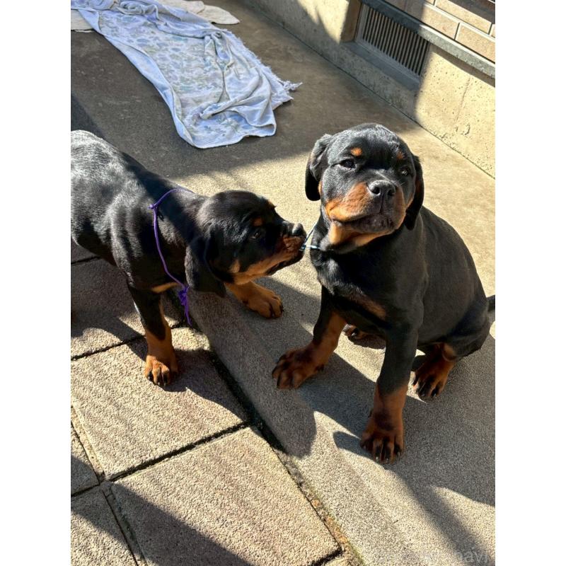 成約済の栃木県のロットワイラー-421574の5枚目