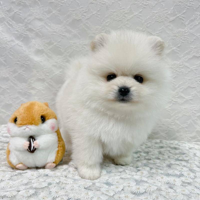 商談中の岡山県のポメラニアン-430537